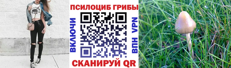 Купить закладки  Благодарный  Псилоцибиновые грибы GOLDEN TEACHER 